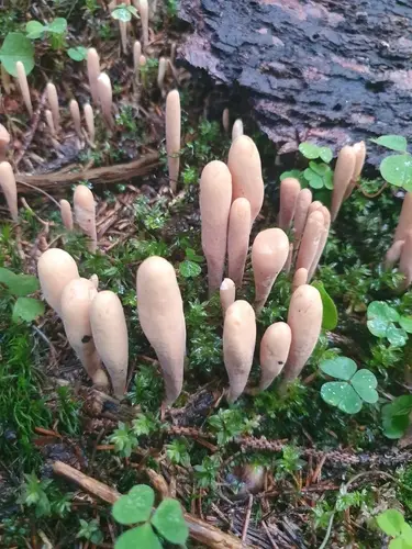 Ochre Club (Clavariadelphus ligula), photo