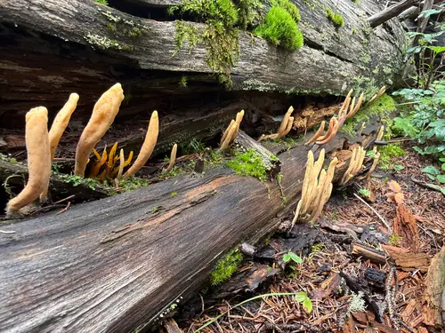 Clavariadelphus sachalinensis (Clavariadelphus sachalinensis), photo