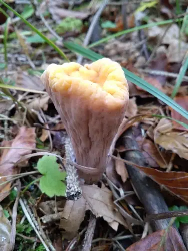 Truncated Club (Clavariadelphus truncatus), photo