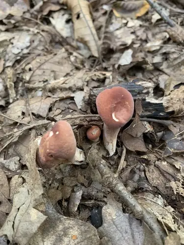 Clavariadelphus unicolor (Clavariadelphus unicolor), photo