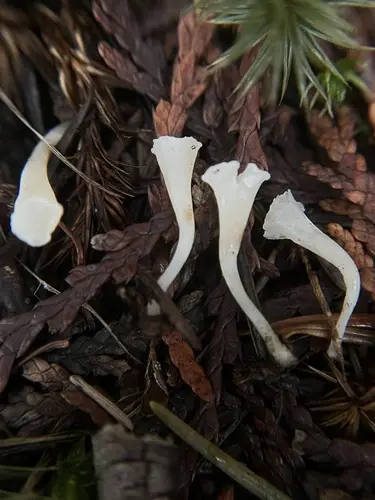 Yew Club (Clavicorona taxophila), photo
