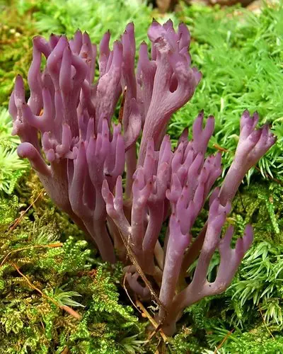 Clavulina amethystina (Clavulina amethystina), photo