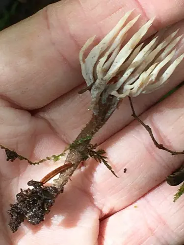 Clavulina castaneipes (Clavulina castaneipes), photo