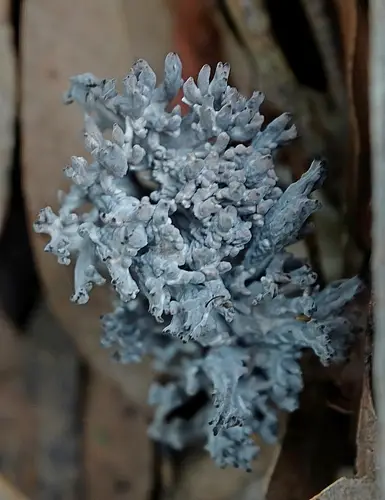 Grey Coral (Clavulina cinerea), photo
