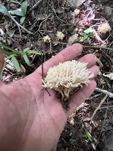 Clavulina connata (Clavulina connata), photo