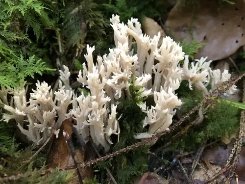 Crested Coral (Clavulina coralloides), photo