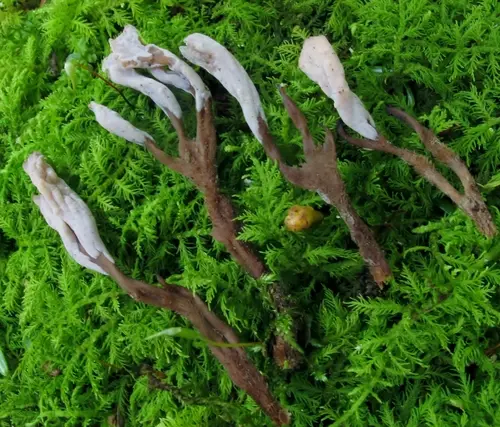 Clavulina ornatipes (Clavulina ornatipes), photo