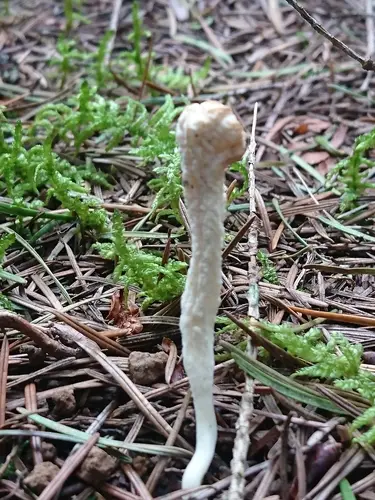 Wrinkled Club (Clavulina rugosa), photo