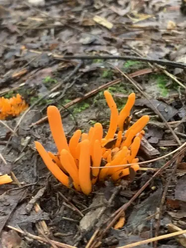 Orange Spindle (Clavulinopsis aurantiocinnabarina), photo