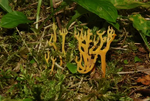 Meadow Coral (Clavulinopsis corniculata), photo