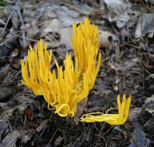 Golden Spindles (Clavulinopsis fusiformis), photo