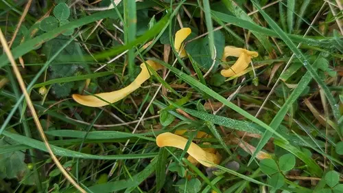 Golden Spindles (Clavulinopsis helvola), photo