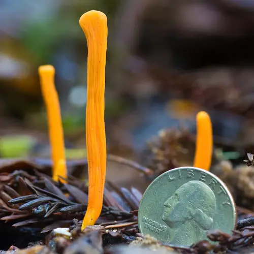 Handsome Club (Clavulinopsis laeticolor), photo