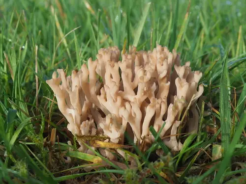 Beige Coral (Clavulinopsis umbrinella), photo