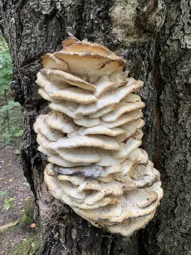 Northern Tooth (Climacodon septentrionalis), photo