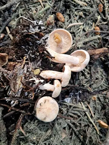 Clitocybe albirhiza (Clitocybe albirhiza), photo