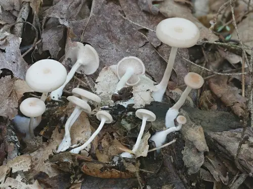 Clitocybe americana (Clitocybe americana), photo