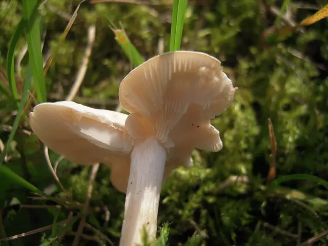 Clitocybe candicans (Clitocybe candicans), photo
