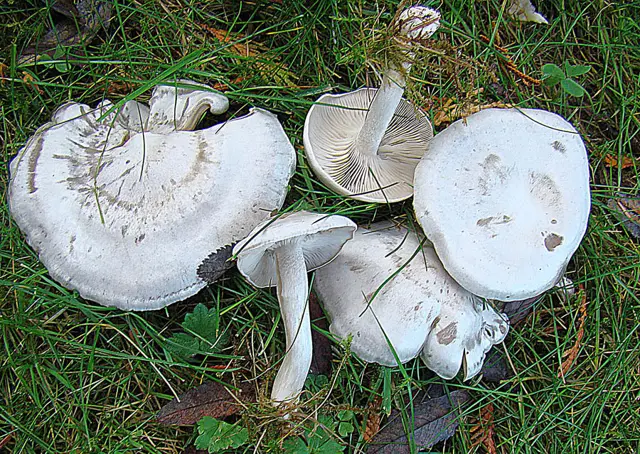 Ivory Funnel (Clitocybe dealbata), photo