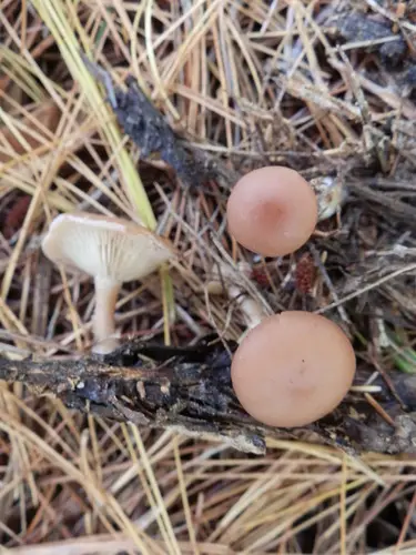 Clitocybe diatreta (Clitocybe diatreta), photo