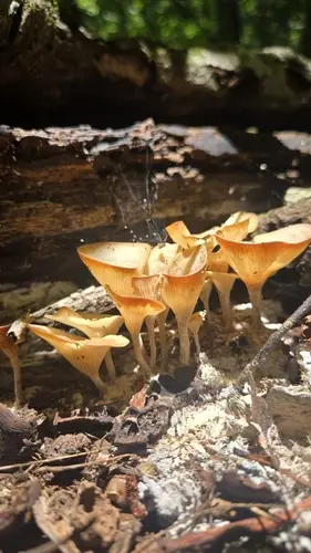 Clitocybe eccentrica (Clitocybe eccentrica), photo