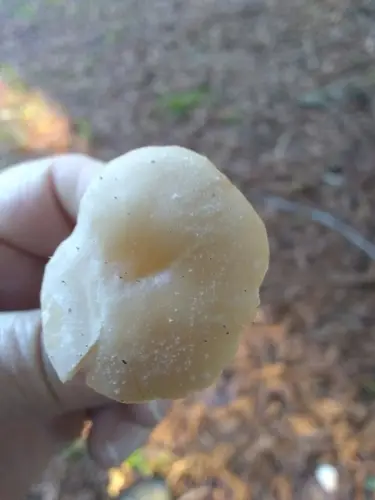 Fragrant Clitocybe (Clitocybe fragrans), photo