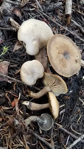 Snowmelt Clitocybe (Clitocybe glacialis), photo