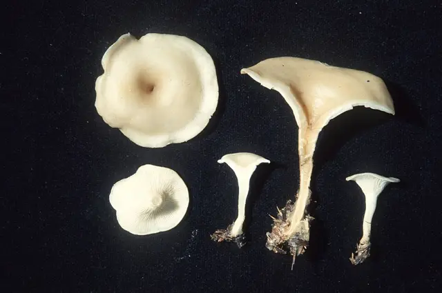 Clitocybe hydrogramma (Clitocybe hydrogramma), photo