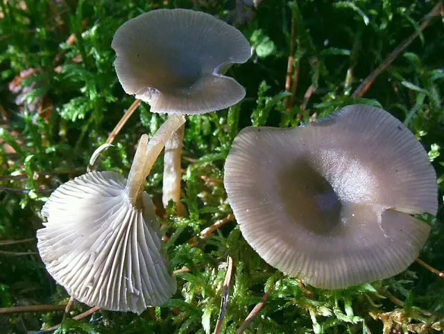 Twotone Funnel (Clitocybe metachroa), photo