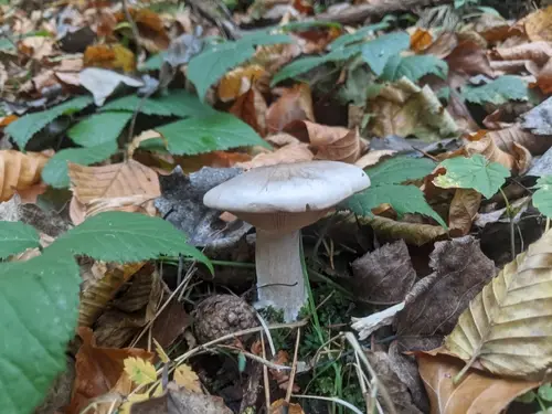 Clouded Agaric (Clitocybe nebularis), photo