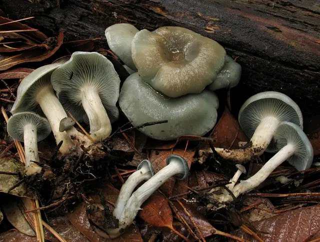 Aniseed Funnel (Clitocybe odora), photo
