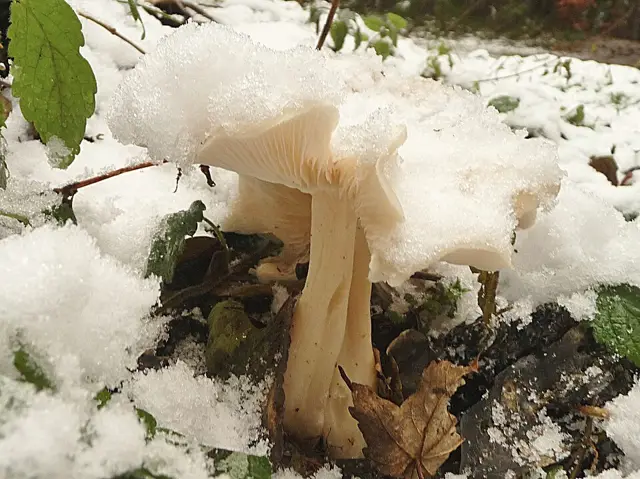 Frosty Funnel (Clitocybe phyllophila), photo