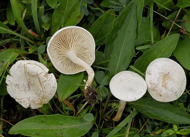 Cracking Clitocybe (Clitocybe rivulosa), photo