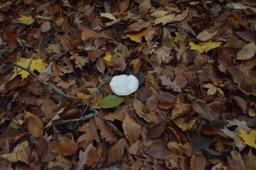 Robust Clitocybe (Clitocybe robusta), photo