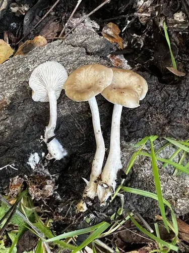 Pink-Gilled Clitocybe (Clitocybe salmonilamella), photo