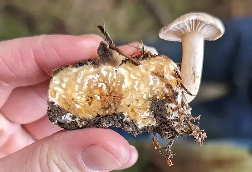 Parasitic Clitocybe (Clitocybe sclerotoidea), photo