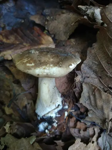Clitocybe subclavipes (Clitocybe subclavipes), photo
