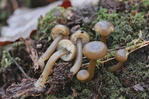 Clitocybe subditopoda (Clitocybe subditopoda), photo