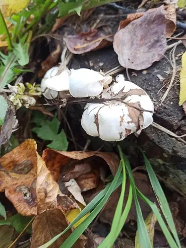 Trunk Funnel (Clitocybe truncicola), photo