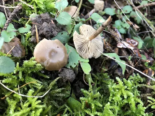 Mealy Funnel (Clitocybe vibecina), photo