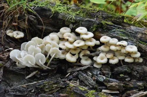 Clitocybula abundans (Clitocybula abundans), photo