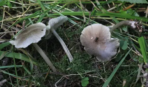 Clitocybula lacerata (Clitocybula lacerata), photo