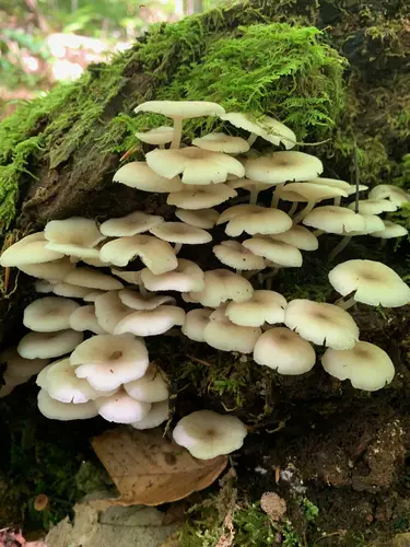 Clitocybula oculus (Clitocybula oculus), photo