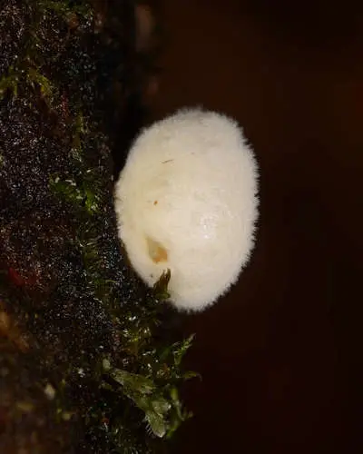 Miller's Oysterling (Clitopilus hobsonii), photo