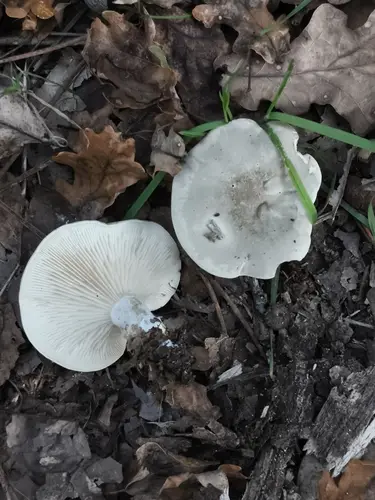 Miller (Clitopilus prunulus), photo