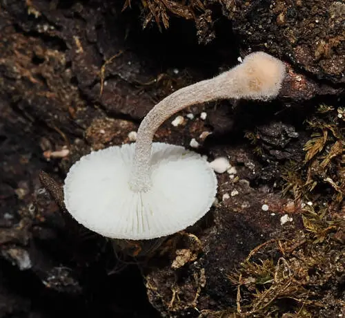 Baker's Shanklet (Collybia bakerensis), photo