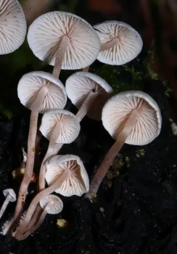 Piggyback Shanklet (Collybia cirrhata), photo