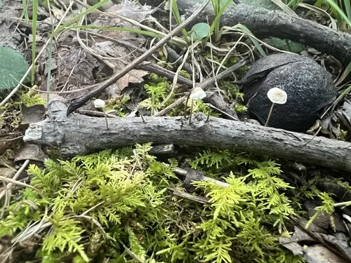 Splitpea Shanklet (Collybia cookei), photo