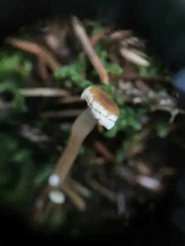 Lentil Shanklet (Collybia tuberosa), photo