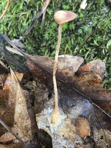 Collybiopsis biformis (Collybiopsis biformis), photo